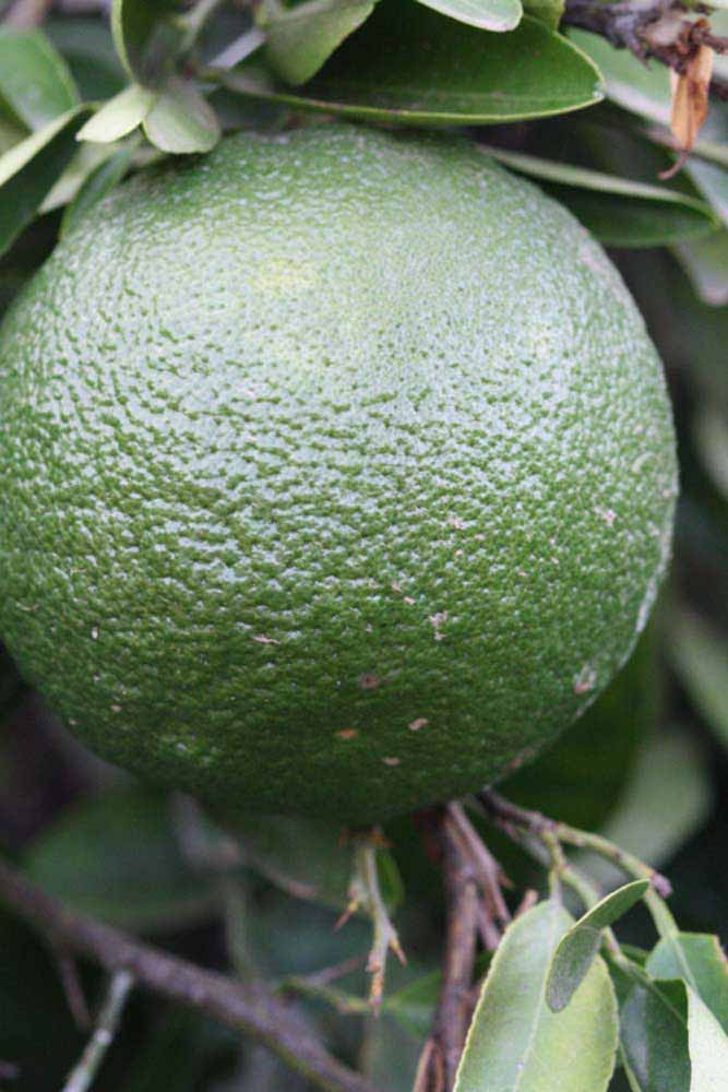            Immature fruit (Riverside, CA)   